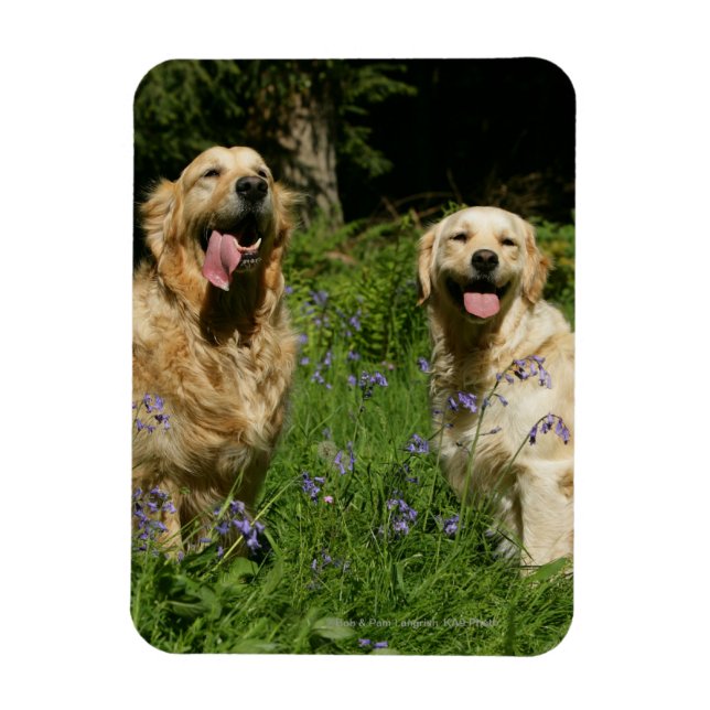 Golden Retreivers in Grass Magnet (Vertikal)