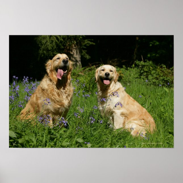 Golden Retreivers in Grass Poster (Framsidan)