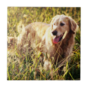 Golden Retricher-Hund Kakelplatta