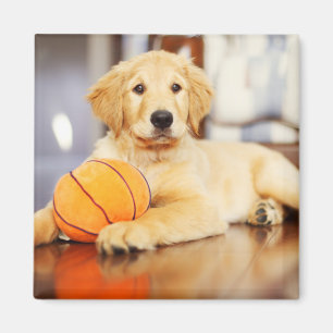 Golden Retricher med basket Leksak Magnet