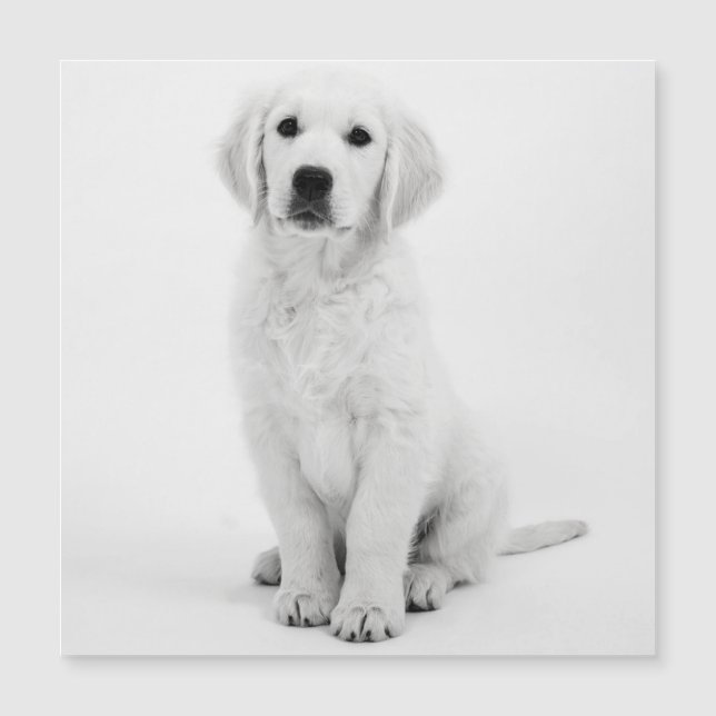 Golden Retriever (Framsida)