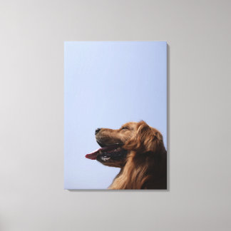 Golden Retriever 11 Canvastryck
