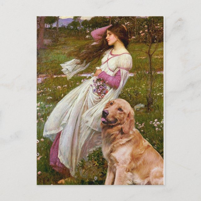 Golden Retriever 1 - Blomkål Vykort (Framsida)