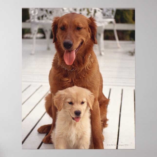 Golden Retriever 2 Poster (Framsidan)