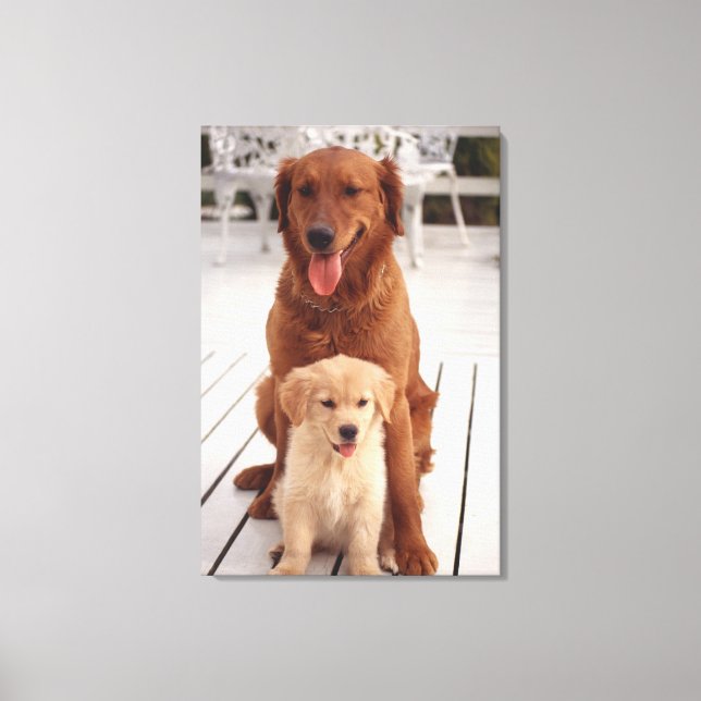 Golden Retriever 3 Canvastryck (Framsida)