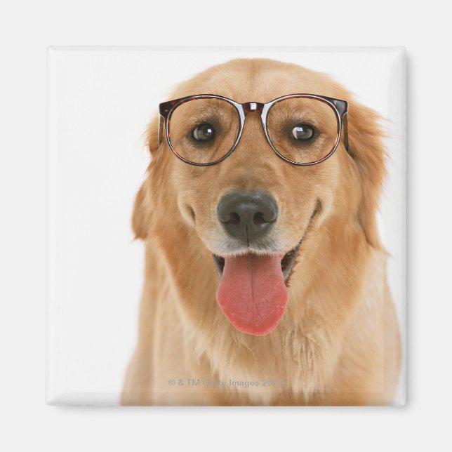 Golden Retriever 3 Magnet (Framsidan)