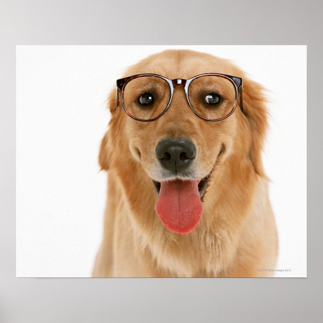 Golden Retriever 3 Poster (Framsidan)