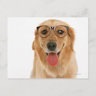 Golden Retriever 3 Vykort