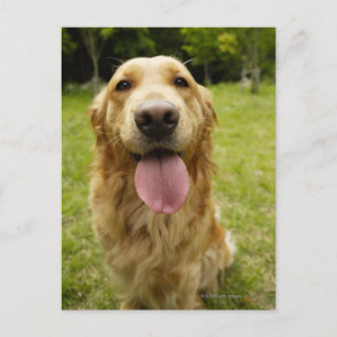 Golden Retriever 4 Vykort