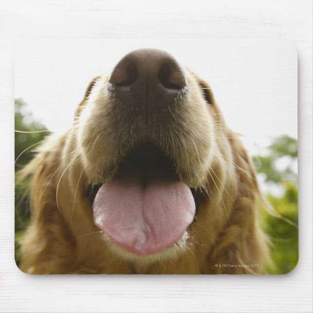 Golden Retriever 5 Musmatta (Framsidan)