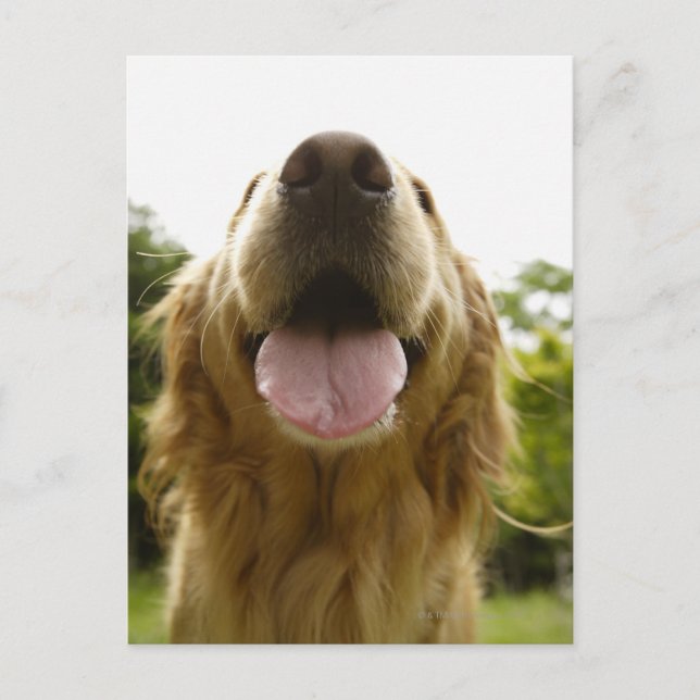 Golden Retriever 5 Vykort (Framsida)