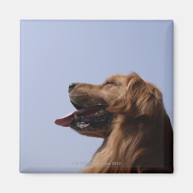 Golden Retriever 6 Magnet (Framsidan)
