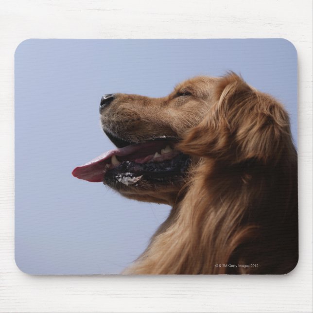 Golden Retriever 6 Musmatta (Framsidan)