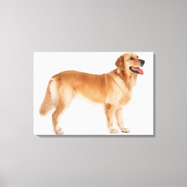 Golden Retriever 7 Canvastryck (Framsida)