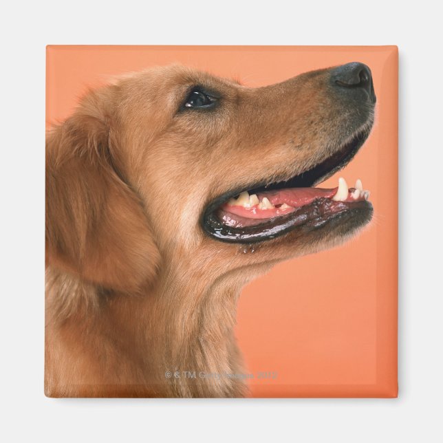 Golden Retriever 7 Magnet (Framsidan)
