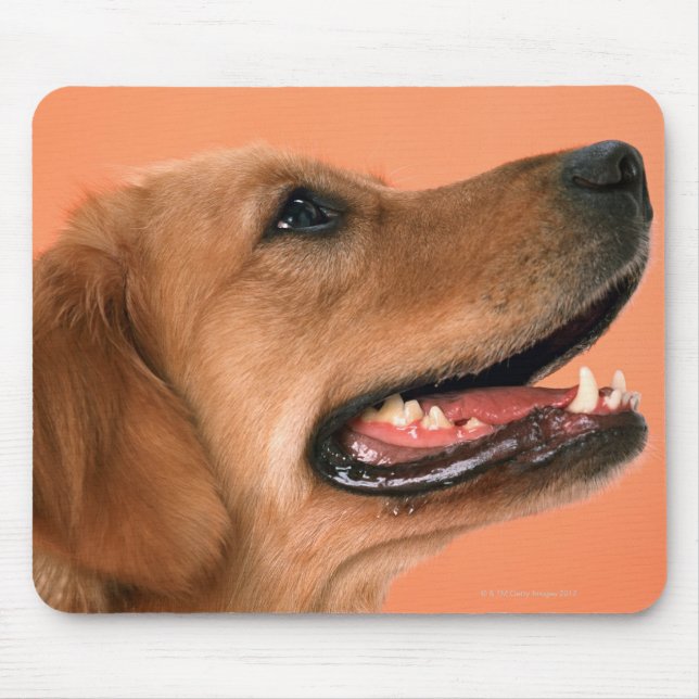 Golden Retriever 7 Musmatta (Framsidan)