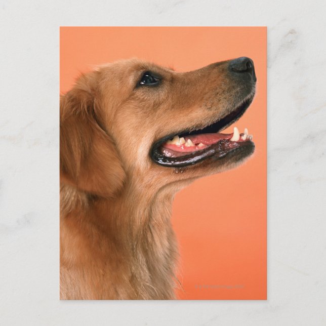 Golden Retriever 7 Vykort (Framsida)