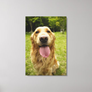 Golden Retriever 9 Canvastryck