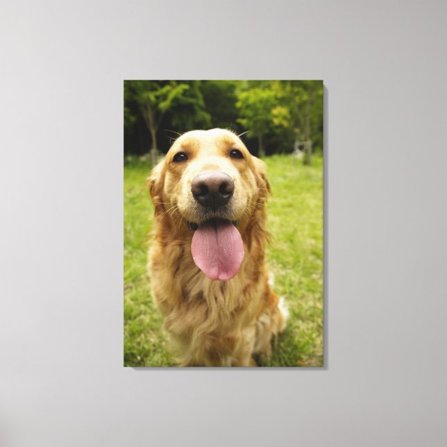 Golden Retriever 9 Canvastryck (Framsida)