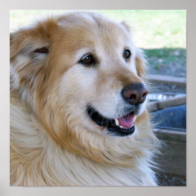 Golden Retriever Affischer (Framsidan)