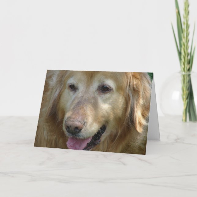 Golden Retriever Åldras 10 år Kort (Framsida)