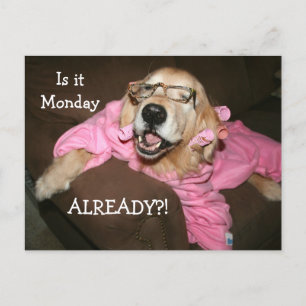 Golden Retriever är det redan måndag Vykort