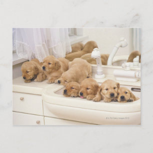 Golden Retriever, är en relativt modern och 2 Vykort