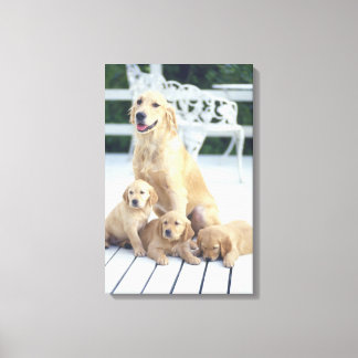 Golden Retriever är en relativt modern och Canvastryck