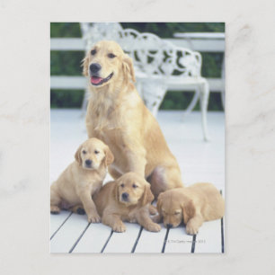 Golden Retriever är en relativt modern och Vykort
