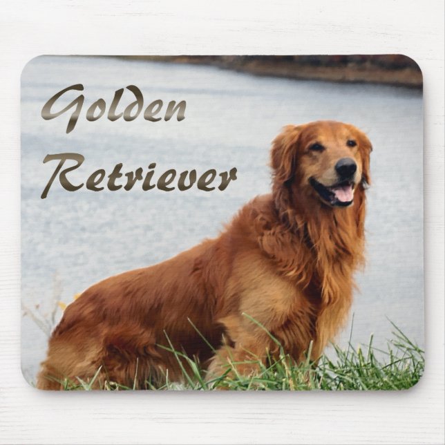 Golden Retriever Art Musmatta (Framsidan)