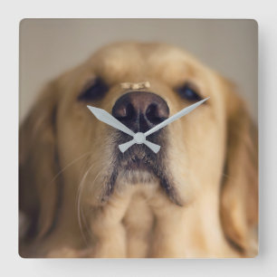 Golden Retriever Balancing Treat on Nose Fyrkantig Klocka