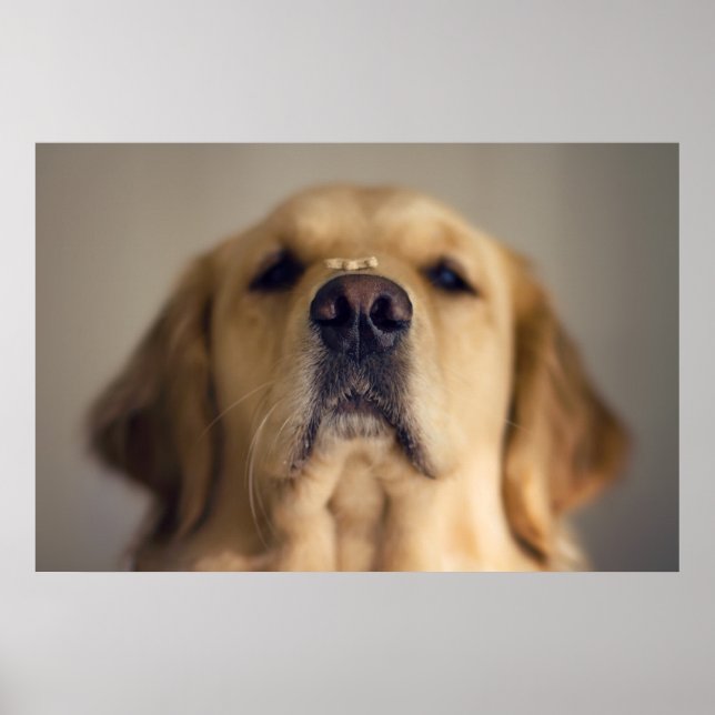 Golden Retriever Balancing Treat on Nose Poster (Framsidan)