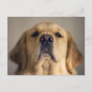 Golden Retriever Balancing Treat on Nose Vykort