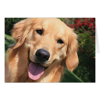 Golden Retriever - Bennie Dayz Hälsningskort