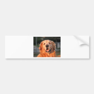 Golden Retriever Bildekal