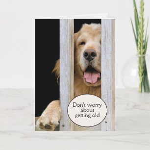 Golden Retriever Birthday - Gammal Humor Kort