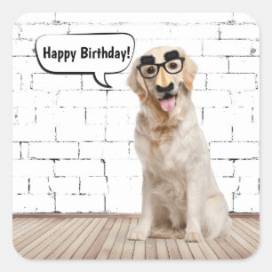 Golden Retriever Birthday Humor Fyrkantigt Klistermärke