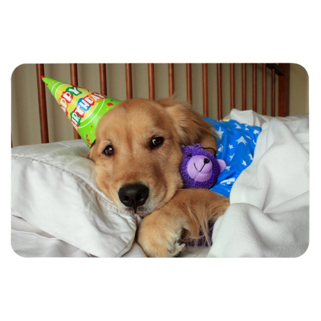 Golden Retriever Birthday Magnet (Horisontell)
