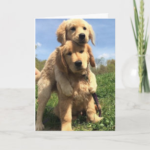 Golden Retriever Brothers Kort