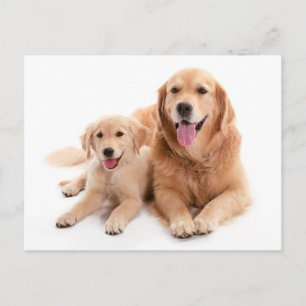 Golden Retriever Buddies Vykort