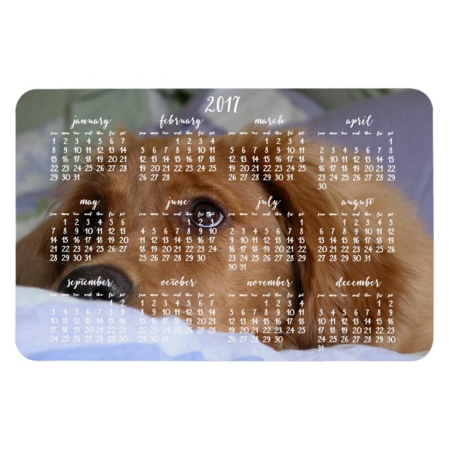 Golden Retriever Calendar 2017 Large Photo Magnet (Horisontell)