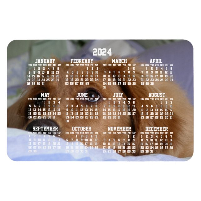 Golden Retriever Calendar 2024 Large Photo Magnet (Horisontell)