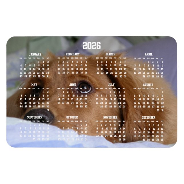 Golden Retriever Calendar 2026 Large Photo Magnet (Horisontell)