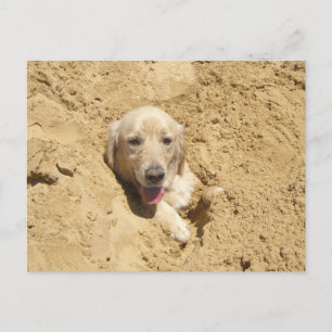Golden Retriever Camouflage Vykort