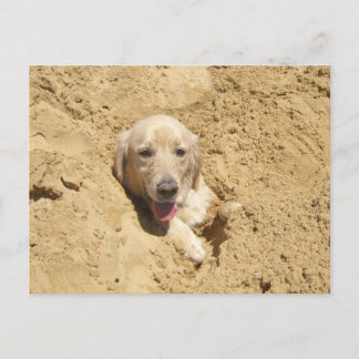 Golden Retriever Camouflage Vykort