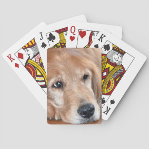 Golden Retriever Closeup Casinokort