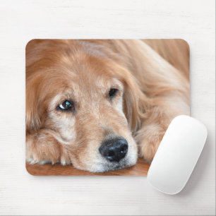 Golden Retriever Closeup Musmatta