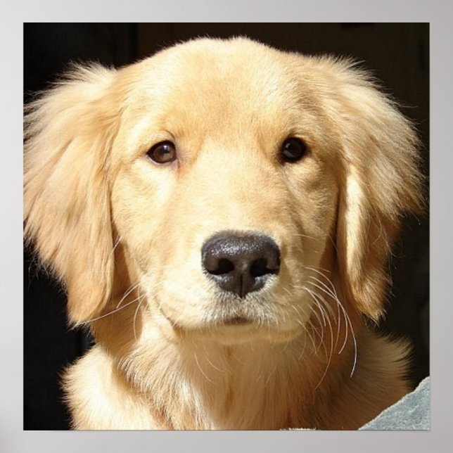 Golden Retriever Closeup Poster (Framsidan)