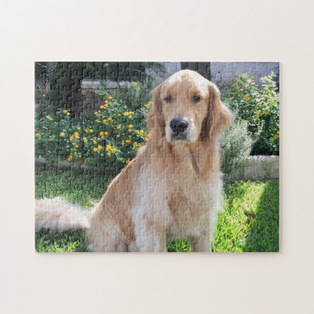 Golden Retriever Cute Hund Photo Flowers Pet Pussel (Horisontell)