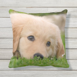 Golden Retriever Cute Puppy Dreaming för utomstå Kudde